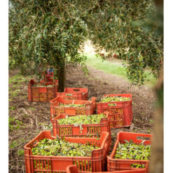 Aceite Colinas De Garzon 5 litros Blend Bidón