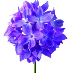 Perfume A Drop D' Issey 90ml Pour Femme edp Issey Miyake