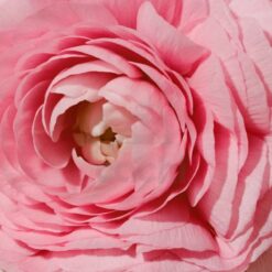 Perfume Burberry Her Edp 100ml Original